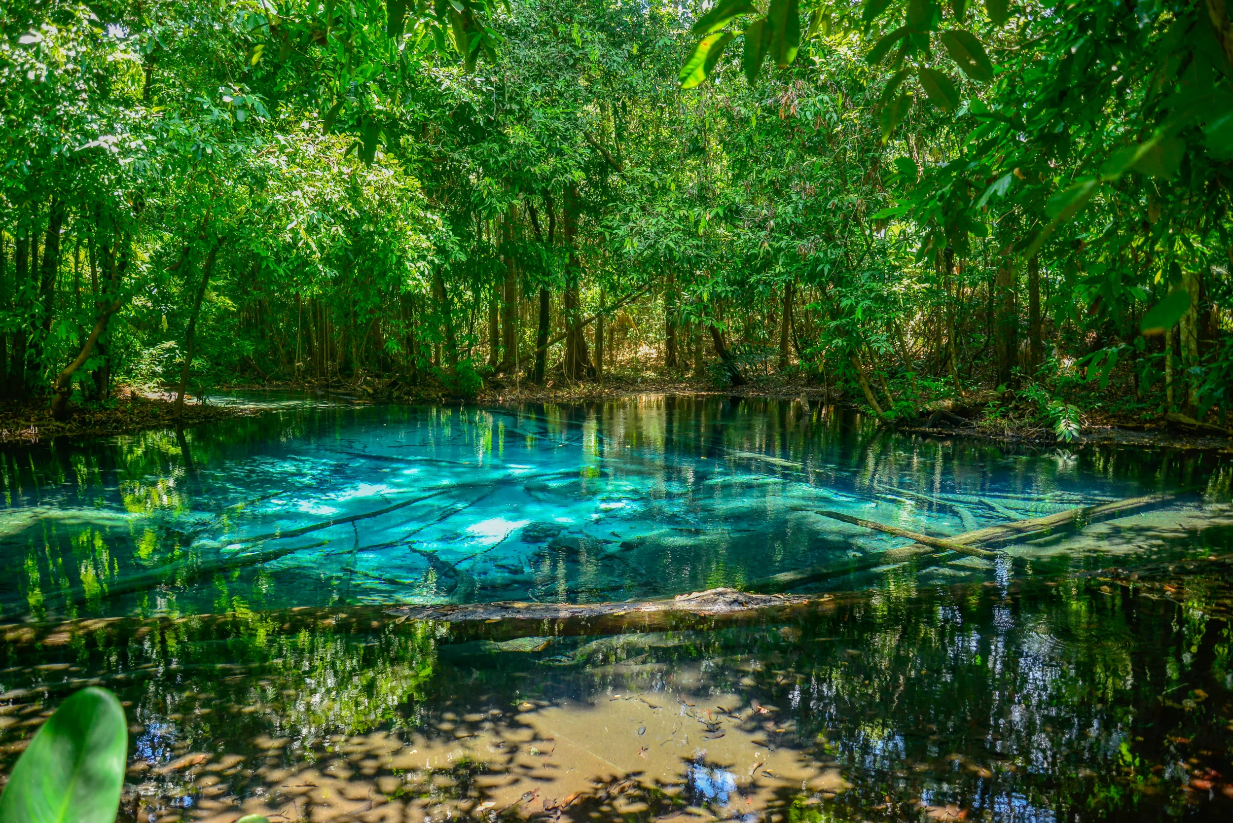 The clear green water of Emerald Pool surrounded by rainforest in Khlong Thom, Krabi