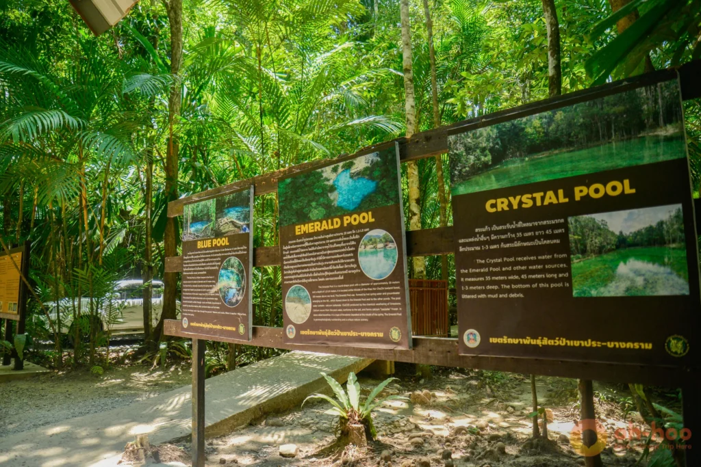 Boardwalk trail through dense rainforest leading to Emerald Pool in Krabi