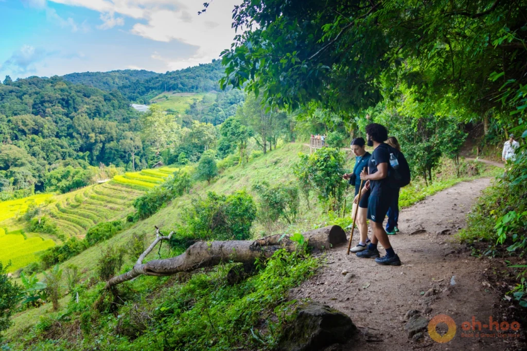 Terraced green rice fields and mountain landscape at Ban Mae Klang Luang near Doi Inthanon
